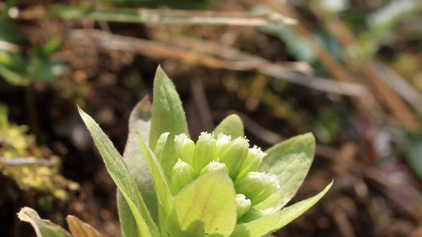 7 Natural Remedies for Menopausal Headaches Menopause Network